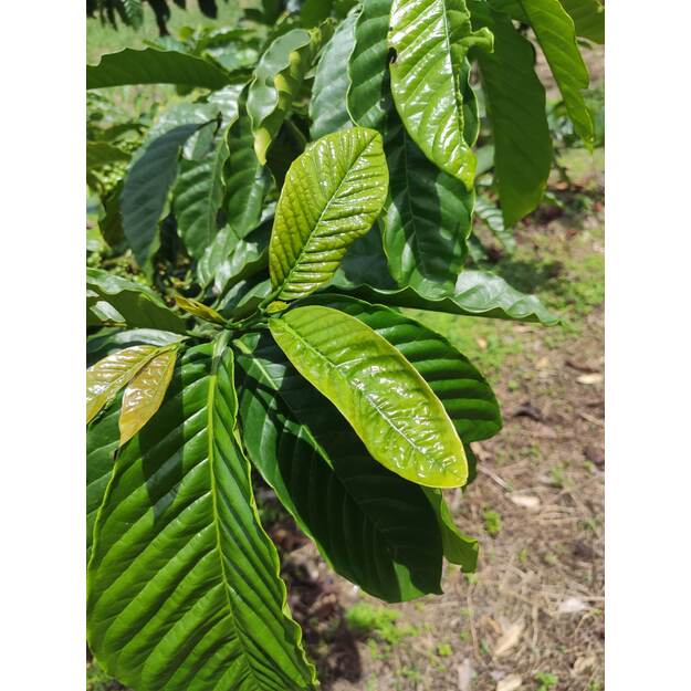 Colombia HAYB AWESOME AUTUMN SPECIAL - barrel aged FILTER - 250g pupelės 2