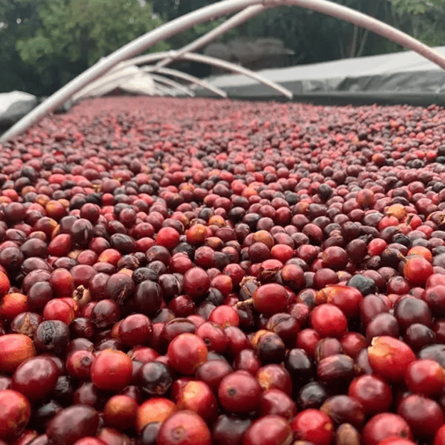 Colombia HAYB AWESOME AUTUMN SPECIAL - barrel aged ESPRESSO - 250g pupelės 1